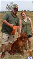 Copper available Golden Retriever puppy located in SPOONER